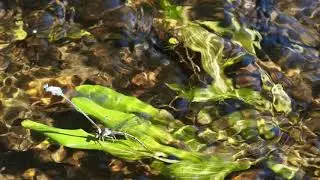 Argia Dancer Damselflies ovipositing
