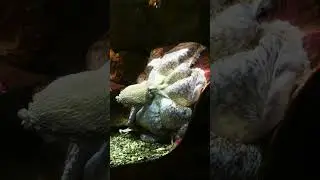 Giant Octopus at Seattle Aquarium 
