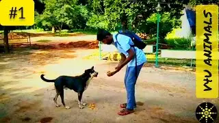 feeding street dog | When it staring us |#v4uanimals #animals #dogs