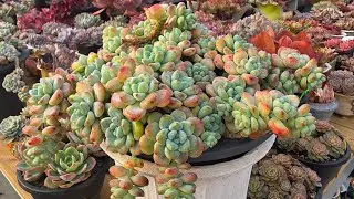 26년1월7일 꼬미가 아주 효자에요!ㅡㅡ^#다육이 #succulent 