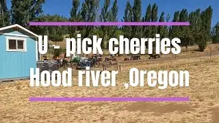 U - pick cherries