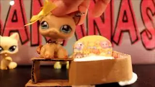 video petshop