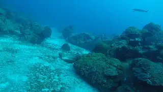 Flower Gardens coral spawn trip - day 2