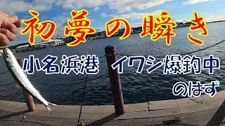 一瞬の初夢＠小名浜港で爆釣中のイワシを追って