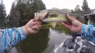 Cisco Chain of Lakes Day 2-Bass Fishing