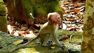 New abandoned monkey
