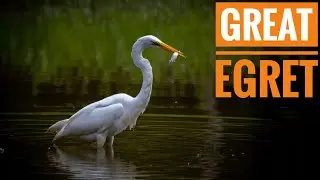 Interesting Great Egret | Bird watching 4K Video