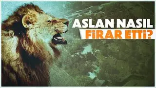 Antalya'da 'Firari aslan' denetimi