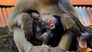 Wow beautiful and Amazing mom monkey have twin baby monkey hug in warm chest