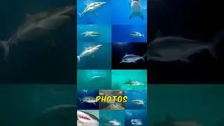 Hurricane Shark Sightings EXPLAINED Real or Fake #marinemystery #facts #greatwhiteshark