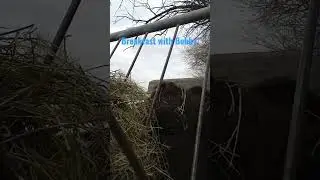 Breakfast with Bobby the Steer