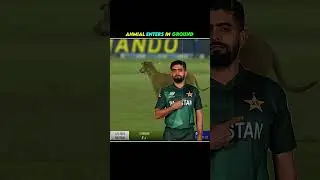 Snake Enters In Cricket Ground #shorts #cricket