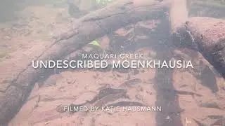 Maquari : Undescribed Moenkhausia up close