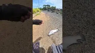ade ketuk ikan pertama.. #fishing #angler #nuarcaster #casting #memancing #fishinglife #fish