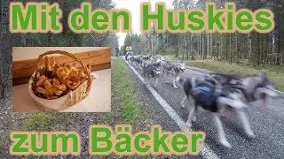 Mit den Huskies zum Bäcker / Zughundesport / Hundeausbildung / Hundetraining / Nature Trails