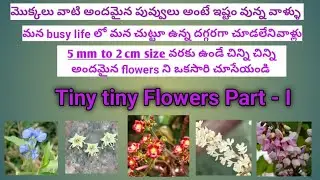 Tiny tiny Flowers Part-I | 34 మొక్కల యొక్క చిన్ని చిన్ని పువ్వుల అందాలు 🌸 తెలుగు పేర్లతో 