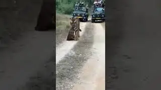Tiger Hunting At Kanha National Park -- Assam