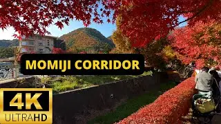 LAKE KAWAGUCHI, JAPAN 🇯🇵 [4K] Momiji Kairo — Maple Corridor — Autumn Leaves Festival