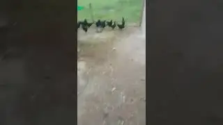 Free Range Australorp Chickens
