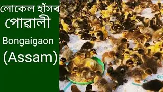 Local Hahor powali Bongaigaon ph 9101180513