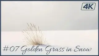 Winter Nature #07 | Golden Grass in Snow | 4K Art Wallpaper | Seamless Loop | 2 Hours