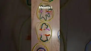 Meiosis Project Video -  Pipe Cleaners