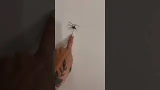 Elle crie une fois qu&rsquo;elle est dead 🕷😭