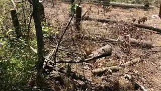 Planting Eastern Red Cedar & Information (Video 1)