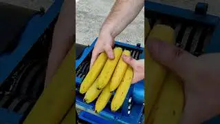 Banana shredding at shredder machine at factory #shorts #shredded #recycle