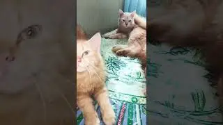my cats meow..   #cats #usa #cat #cuteanimal #cutepet