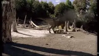 Walking With Dinosaurs : T.Rex kills Anatotitan