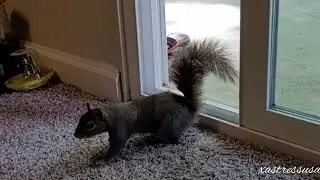 Wild Squirrel Break into house stealing chocolate 🍫 bar