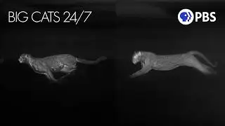 Cheetah Mom Confronts Leopard Under Cover of Darkness | Big Cats 24/7