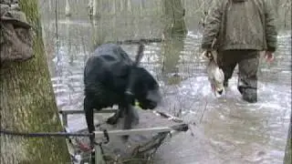Hardcore 5 Limits of Mallards in the Timber