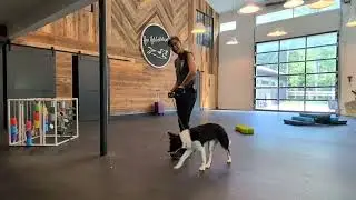 Hazel - loose leash walking w/ distractions