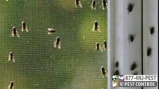 Cluster Flies in the winter!?