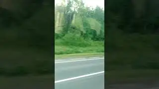 forest highway