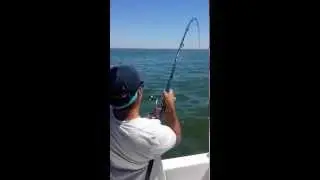 Corvina de 39 kg capturada por Nuno Balhala no BOM