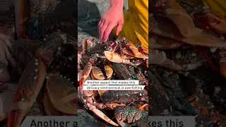 Is it ok to boil lobster alive?