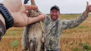 Quail Hunting 2025 🎯 Opening Season in Romania | Hunting Dogs in Action
