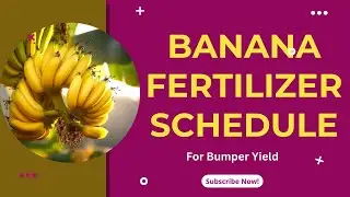 Banana Fertilizer Schedule