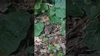 #gratitude #babyrobin #natureinmygarden