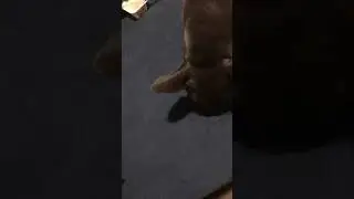 A French bulldog eating tele paper with poop