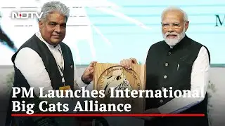 India's Tiger Population Rises To 3,167, PM Launches Initiative To Save Big Cats