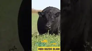 1 T&Ocirc;NNALIK BUQA