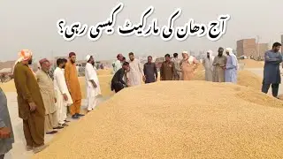Paddy Market Update | 1509 Variety Highest Rate in Pakpattan Grain Market!