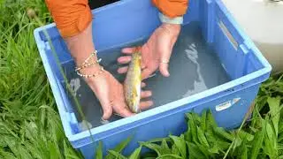 P&ecirc;che &eacute;lectrique sur un ruisseau fray&egrave;re