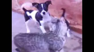 Mae gata protegendo seu bb