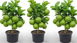 10 TRICKS TO grow Lemon tree, great idea to propagate Lemon tree by Banana Fruit #lemontree