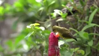 Olive-backed Sunbirds feeding on nectar from flowers of Scarlet Spiral Flag.